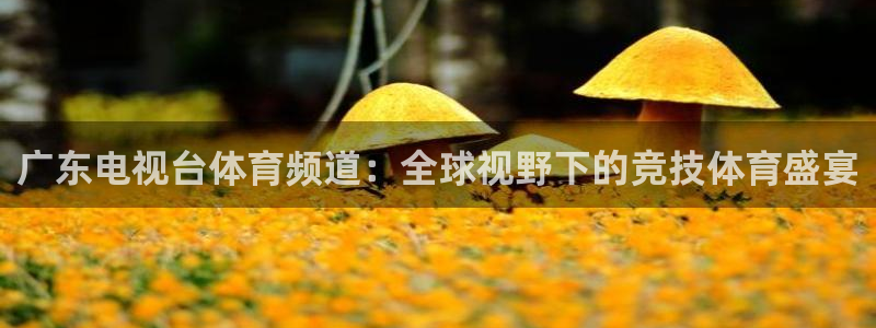 绿茵直播体育：广东电视台体育频道：全球视野下的竞技体育盛宴